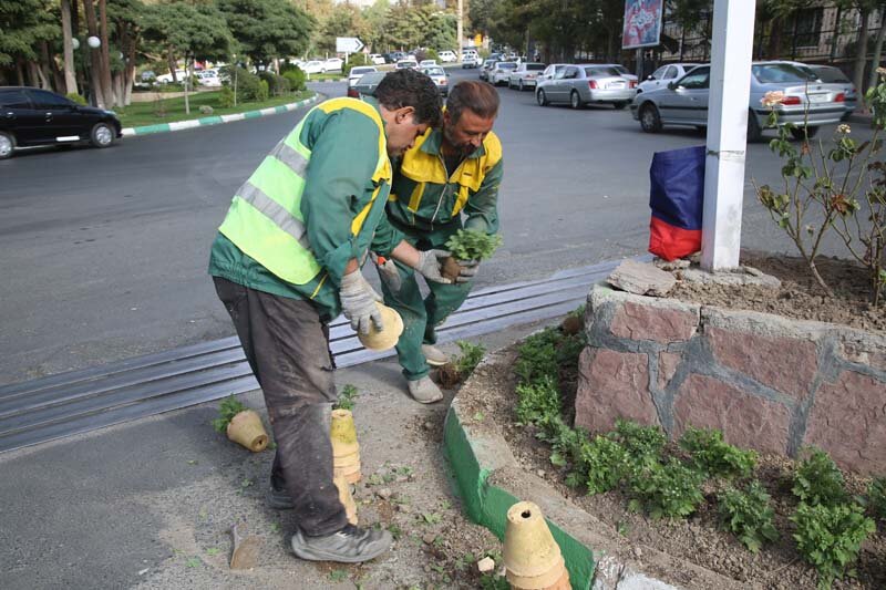 ۵۶۵ هزار گل داوودی در کرج کاشته شد/تداعی بهار در پاییز