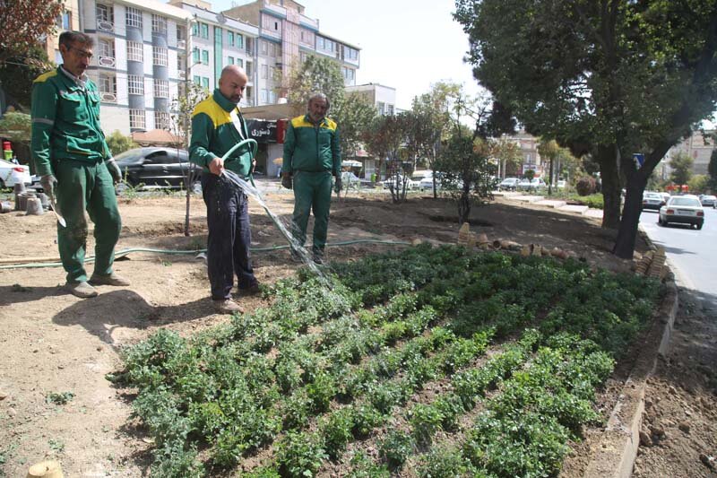 ۵۶۵ هزار گل داوودی در کرج کاشته شد/تداعی بهار در پاییز