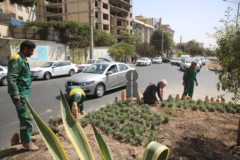 ۵۶۵ هزار گل داوودی در کرج کاشته شد/تداعی بهار در پاییز