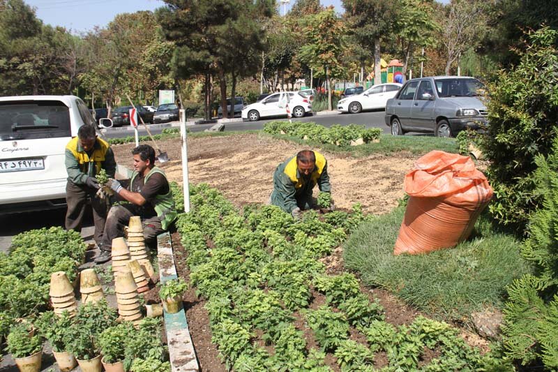 ۵۶۵ هزار گل داوودی در کرج کاشته شد/تداعی بهار در پاییز
