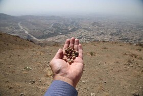 ارتفاعات بیجی سبزتر می‌شود/ اجرای عملیات بذرکاری به روش کشت دیم