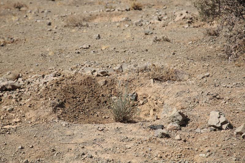 ارتفاعات بیجی سبزتر میشود/ اجرای عملیات بذرکاری به روش کشت دیم