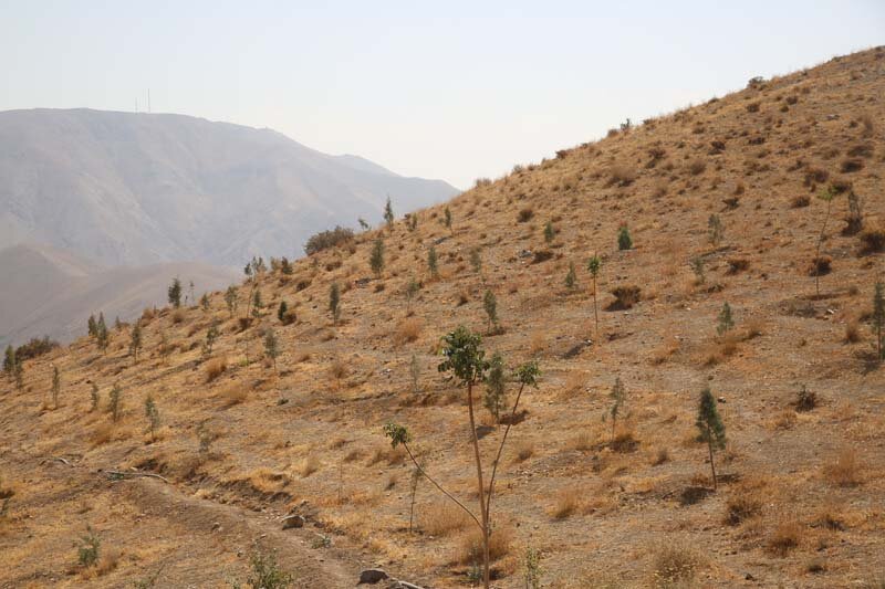 ارتفاعات بیجی سبزتر میشود/ اجرای عملیات بذرکاری به روش کشت دیم