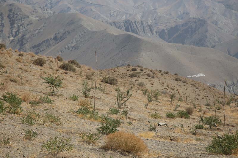 ارتفاعات بیجی سبزتر میشود/ اجرای عملیات بذرکاری به روش کشت دیم