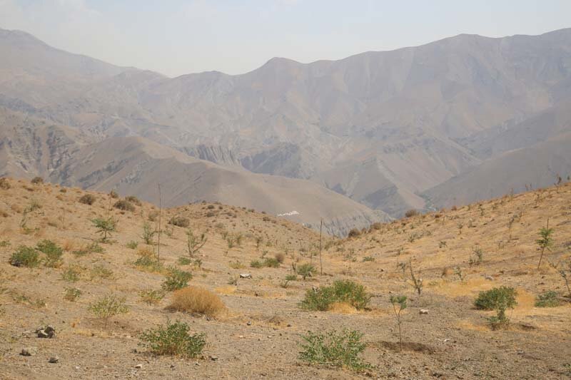 ارتفاعات بیجی سبزتر می‌شود/ اجرای عملیات بذرکاری به روش کشت دیم