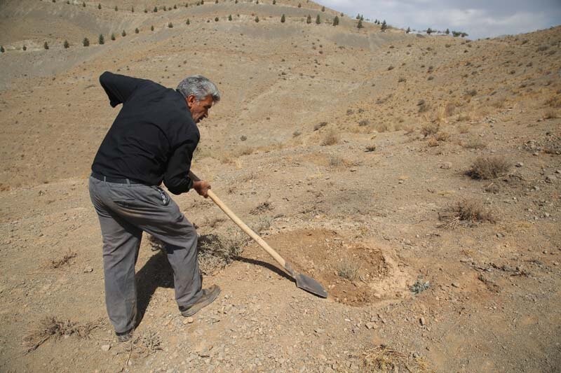 ارتفاعات بیجی سبزتر میشود/ اجرای عملیات بذرکاری به روش کشت دیم