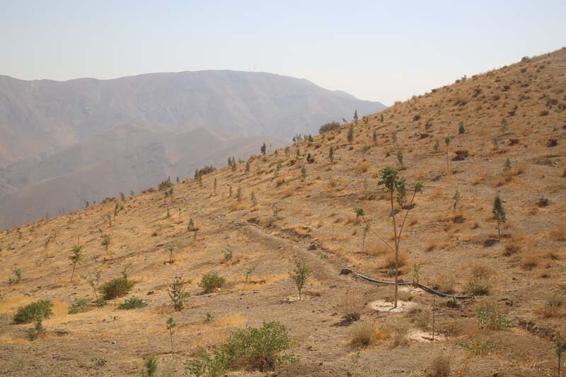 ارتفاعات بیجی سبزتر می‌شود/ اجرای عملیات بذرکاری به روش کشت دیم