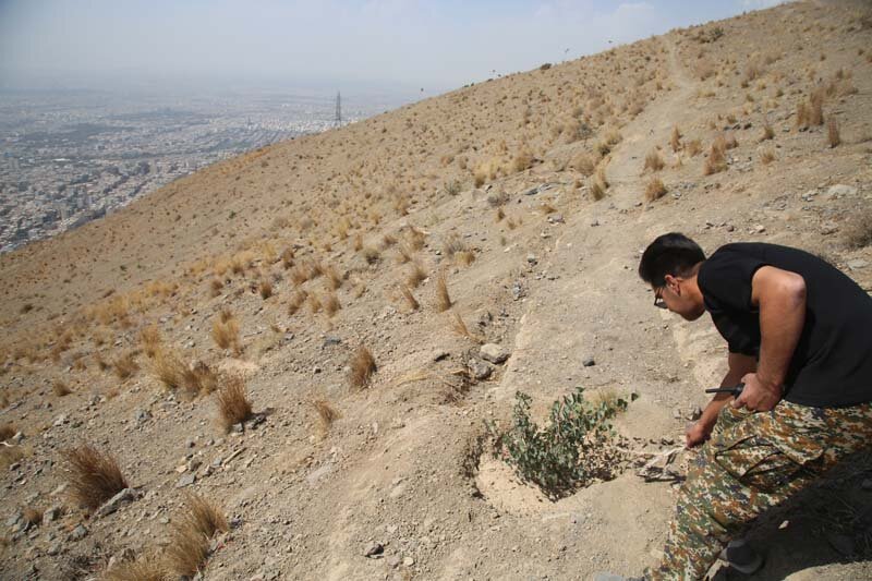 ارتفاعات بیجی سبزتر میشود/ اجرای عملیات بذرکاری به روش کشت دیم