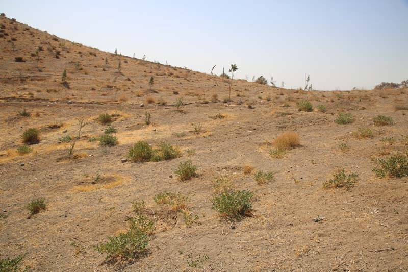 ارتفاعات بیجی سبزتر می‌شود/ اجرای عملیات بذرکاری به روش کشت دیم