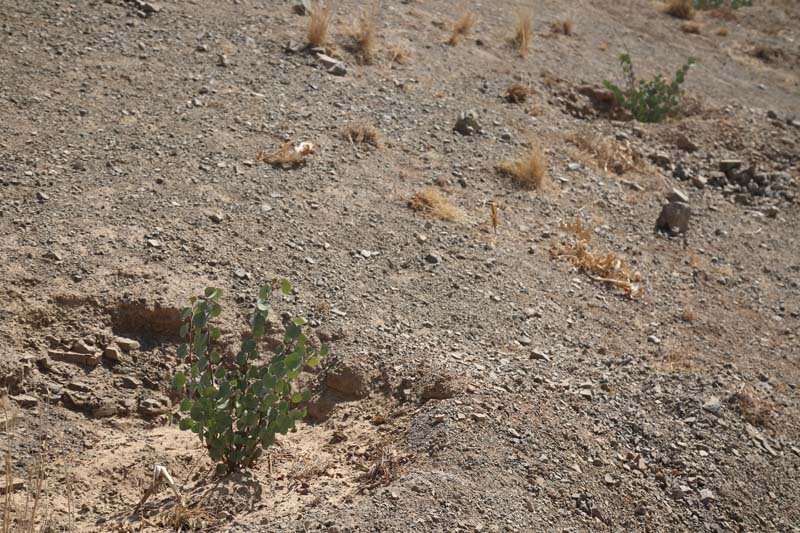 ارتفاعات بیجی سبزتر میشود/ اجرای عملیات بذرکاری به روش کشت دیم