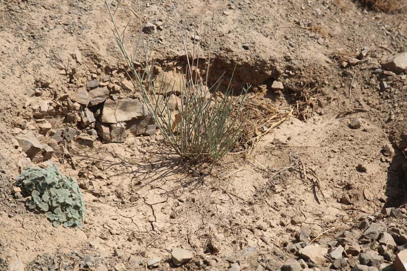 ارتفاعات بیجی سبزتر میشود/ اجرای عملیات بذرکاری به روش کشت دیم