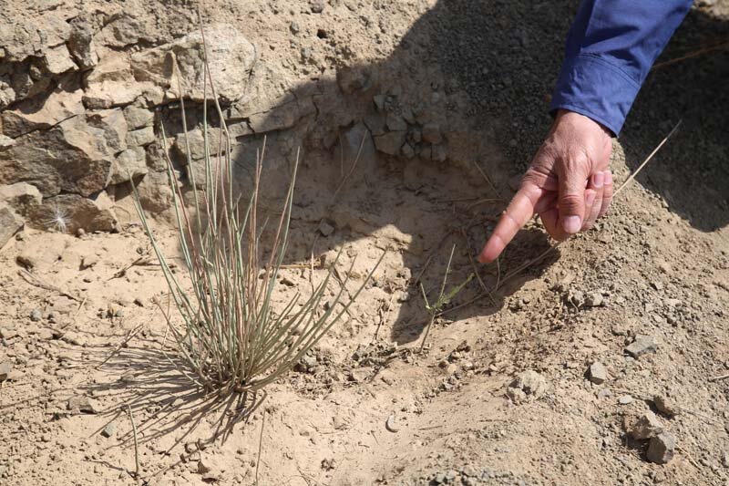 ارتفاعات بیجی سبزتر میشود/ اجرای عملیات بذرکاری به روش کشت دیم