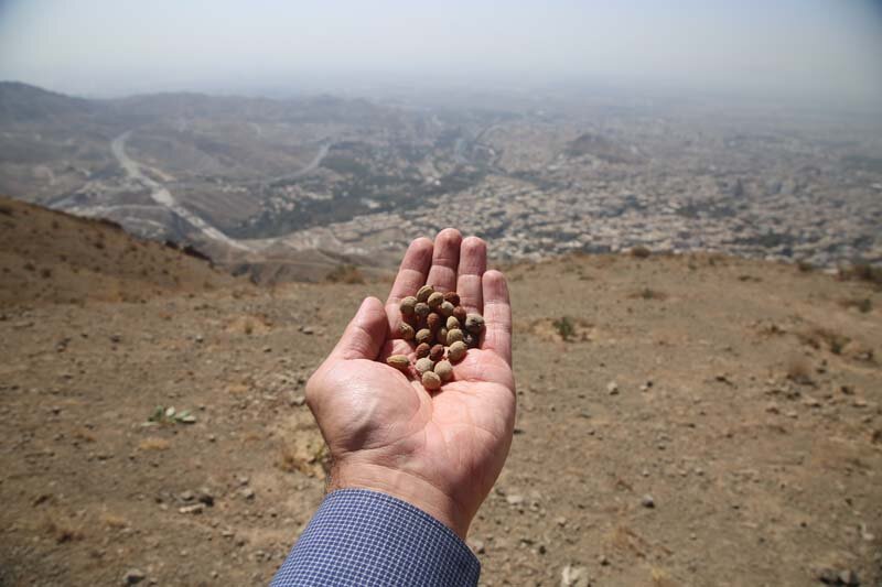 ارتفاعات بیجی سبزتر میشود/ اجرای عملیات بذرکاری به روش کشت دیم