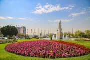 پاییز کرج با شکوفایی گل‌های داوودی بهاری شد