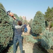 درختان سوزنی‌برگ منطقه ۸ هرس شدند