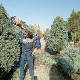 درختان سوزنیبرگ منطقه ۸ هرس شدند