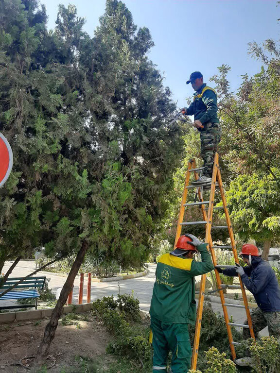 درختان سوزنیبرگ منطقه ۸ هرس شدند