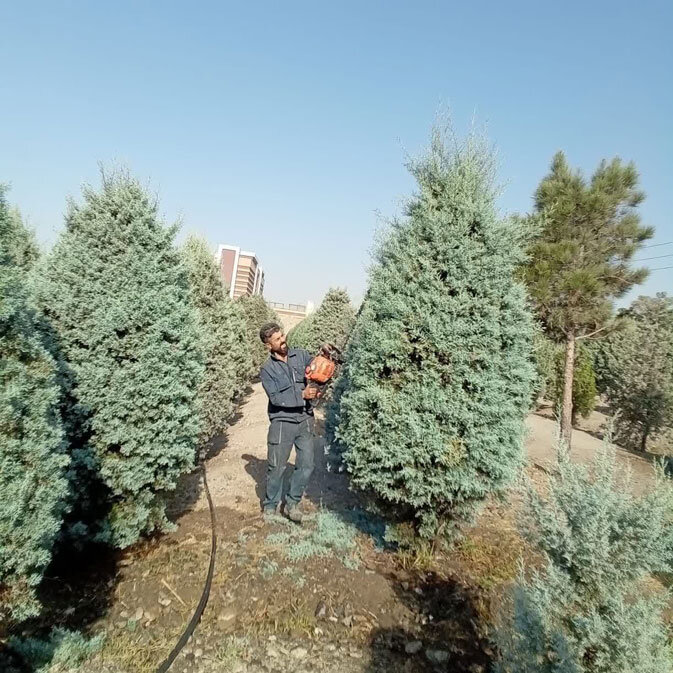 درختان سوزنی‌برگ منطقه ۸ هرس شدند