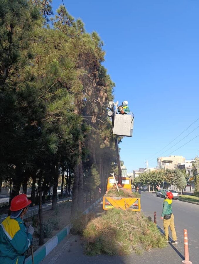 درختان سوزنیبرگ منطقه ۸ هرس شدند