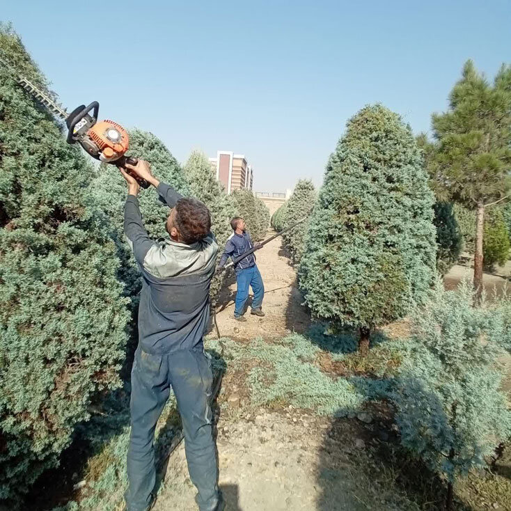 درختان سوزنی‌برگ منطقه ۸ هرس شدند