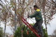 درختان هرس شدند/ شهر مهیای بارش‌های پاییزی