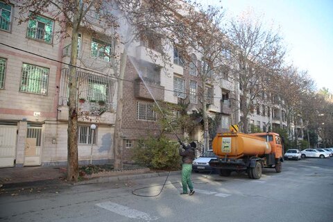 محلول پاشی درختان چنار