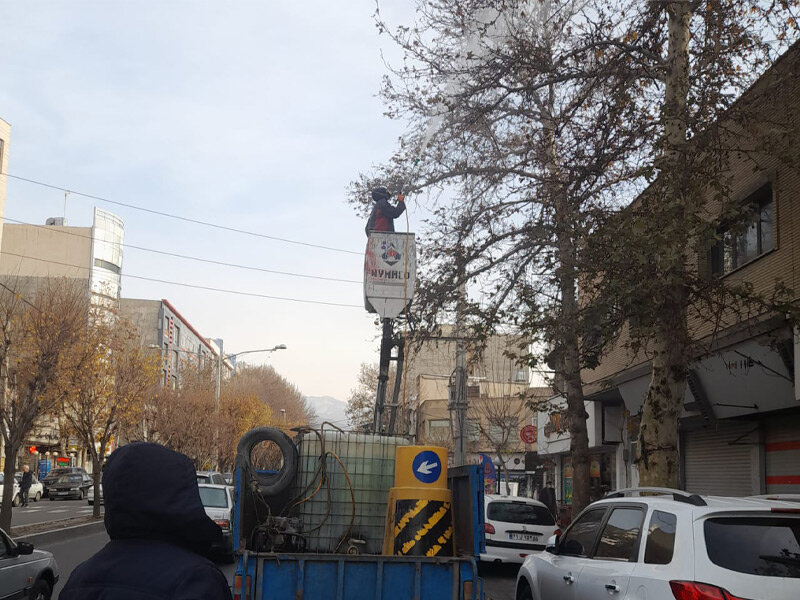 اجرای عملیات محلول پاشی درختان چنار کرج
