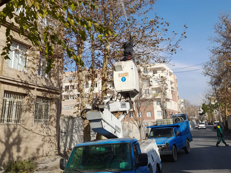 اجرای عملیات محلول پاشی درختان چنار کرج