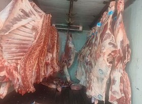 گوشت گرم گوساله با قیمت مصوب در بازارهای کرج توزیع می‌شود