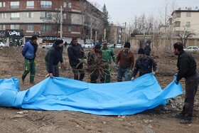 طرح جابجایی و بازکاشت درختان کمربندی مهرشهر اجرا شد/ نجات درختان کهن در مسیر توسعه