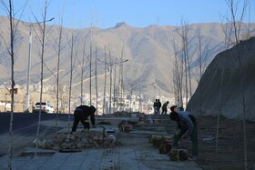 درخت‌کاری پروژه رینگ ۳۰‌متری اسلام‌آباد در کرج