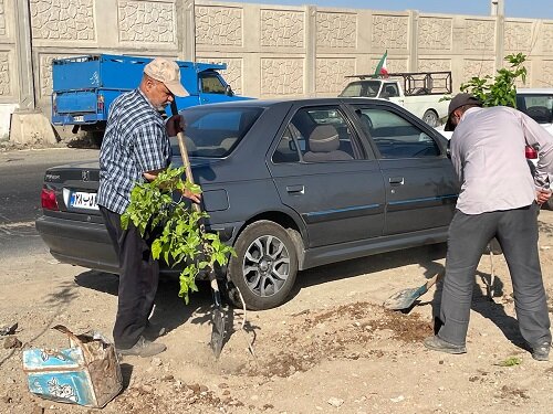 بیش از ۸۵۰ اصله درخت در مسیر حلقه دره کاشته شد
