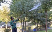 طرح تلفیقی مبارزه با آفات گیاهی در فضای سبز کرج اجرا می‌شود