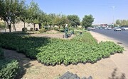 استقبال از پاییز با ۱۲۰۰ متر مربع گلکاری رنگین در منطقه ۴ کرج