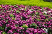 گل‌های داوودی، جلوه‌ای پاییزی در سیمای شهر کرج