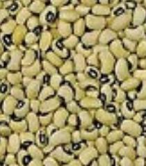 لوبیا چشم بلبلی و خواص آن