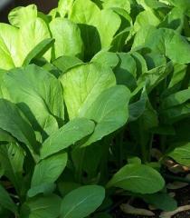 سبزی شاهی و خواص آن