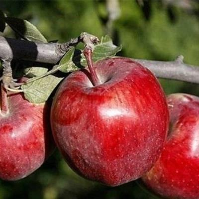 ۲۶ هزار تن میوه از باغات فردیس برداشت شد