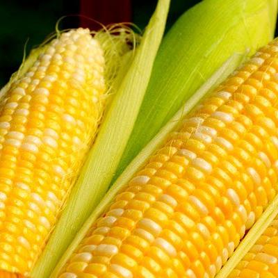 فریز کردن ذرت با روشی آسان